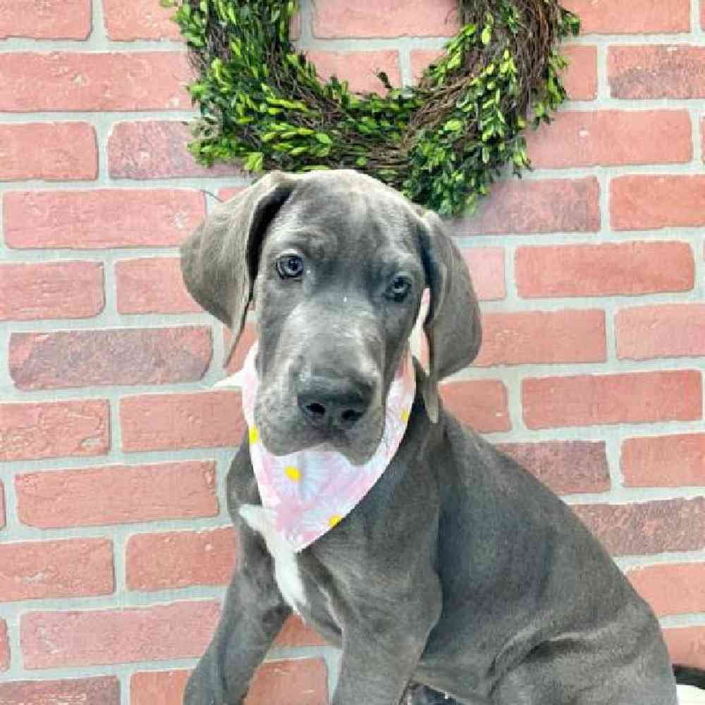 Female Great Dane Puppy for Sale in Rogers, AR