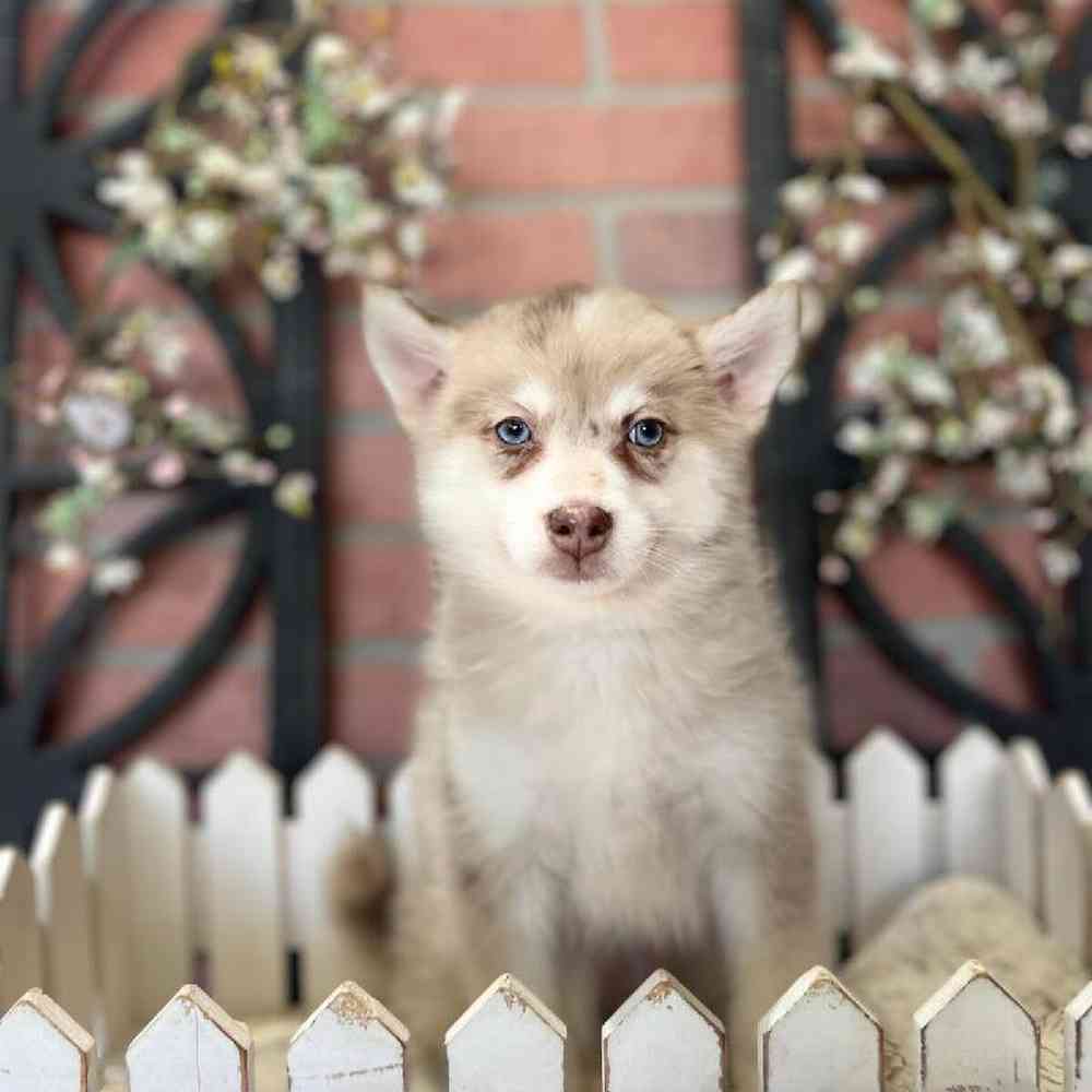 Male Pomsky Puppy for Sale in Rogers, AR