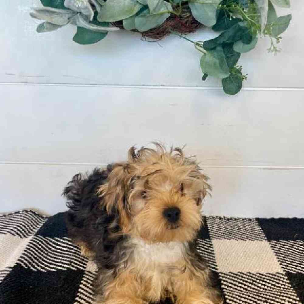 Male Yorkie Puppy for Sale in Fayetteville, AR
