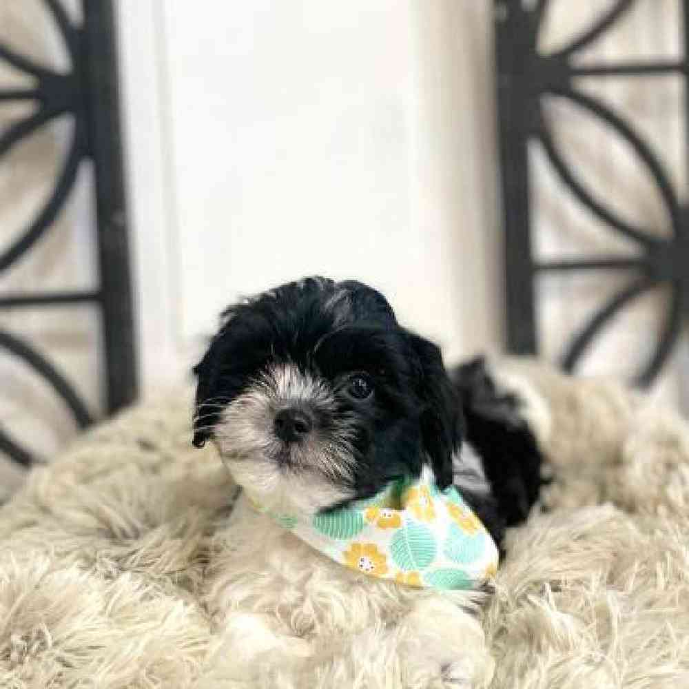 Female Shipoo Puppy for Sale in Rogers, AR