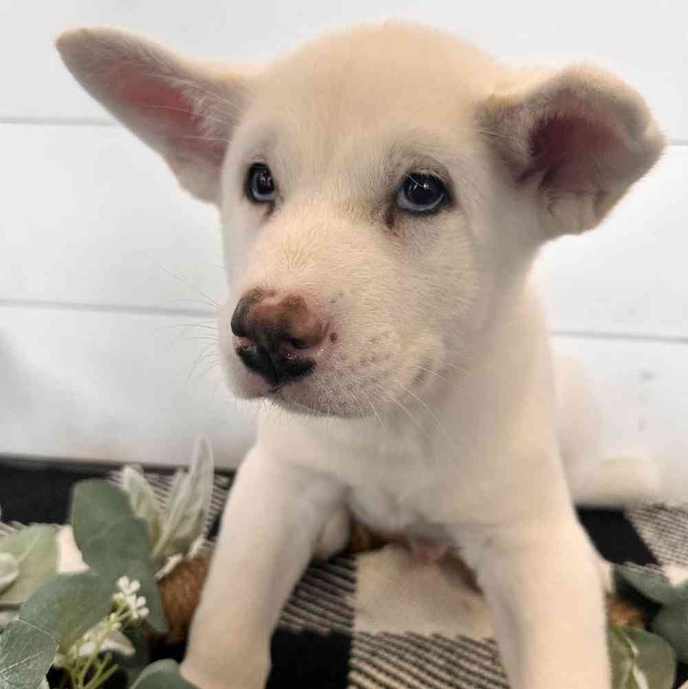 Male Akita Puppy for Sale in Rogers, AR