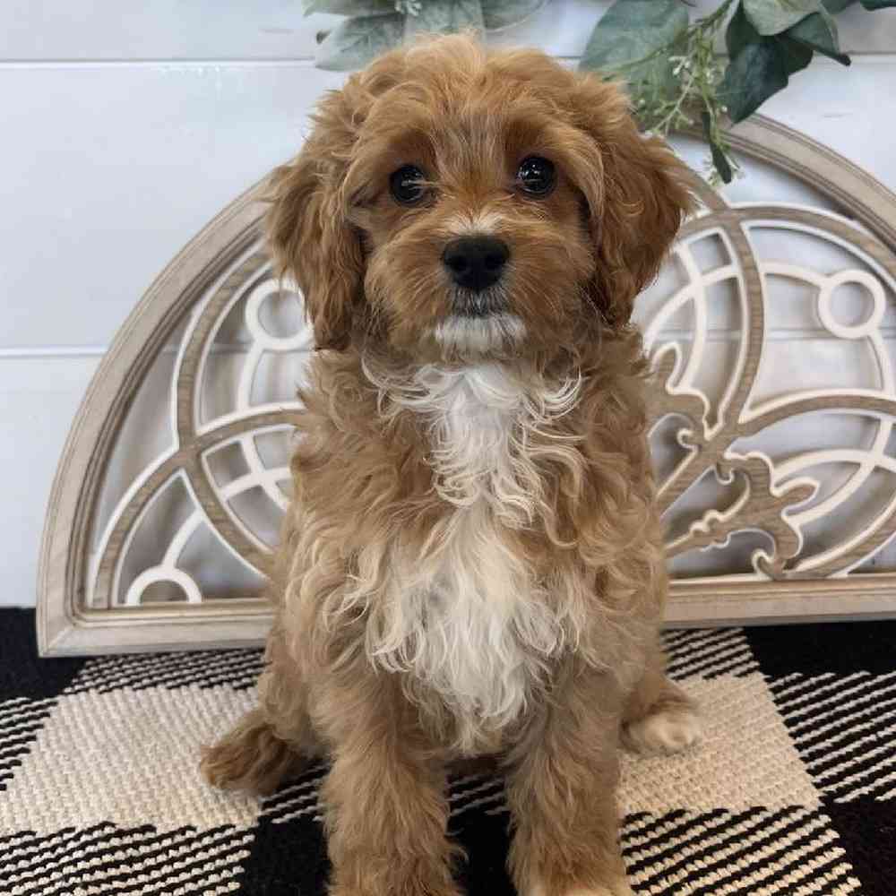 Female Cockapoo Puppy for Sale in Fayetteville, AR