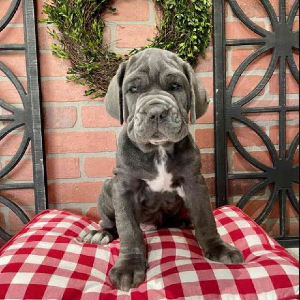 Male Neopolitan Mastiff Puppy for sale