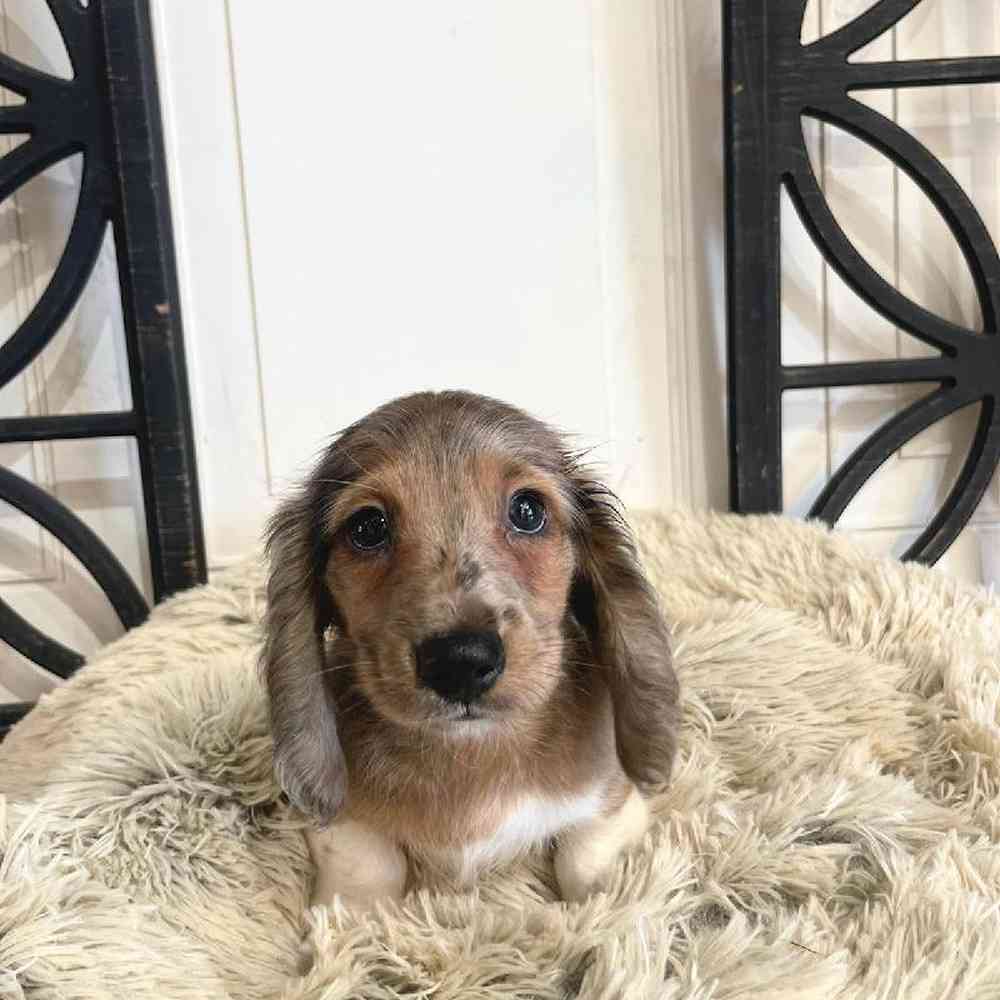 Male Dachshund Puppy for Sale in Rogers, AR