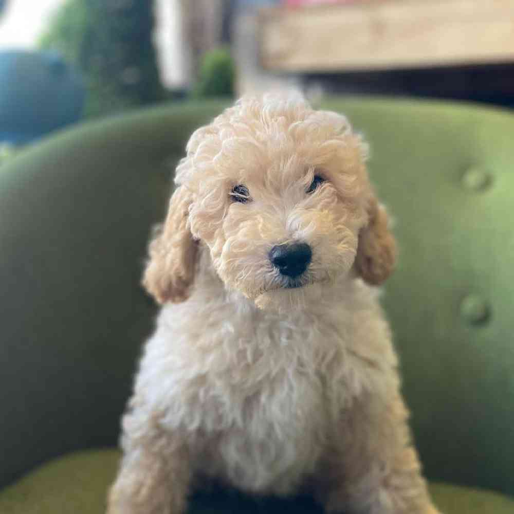 Female Mini Goldendoodle Puppy for Sale in Rogers, AR