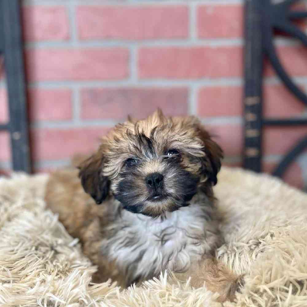 Female Lhasa-Poo Puppy for Sale in Rogers, AR
