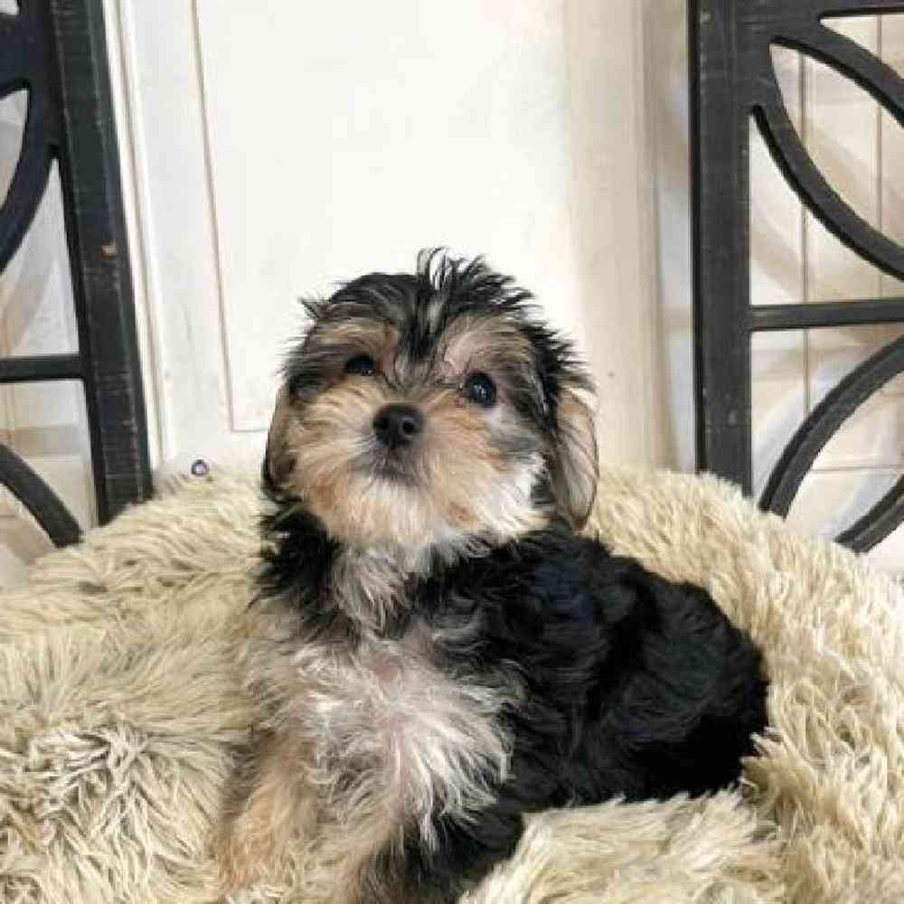 Male Morkie Puppy for Sale in Rogers, AR
