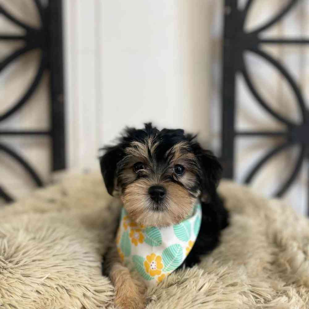 Female Morkie Puppy for Sale in Rogers, AR