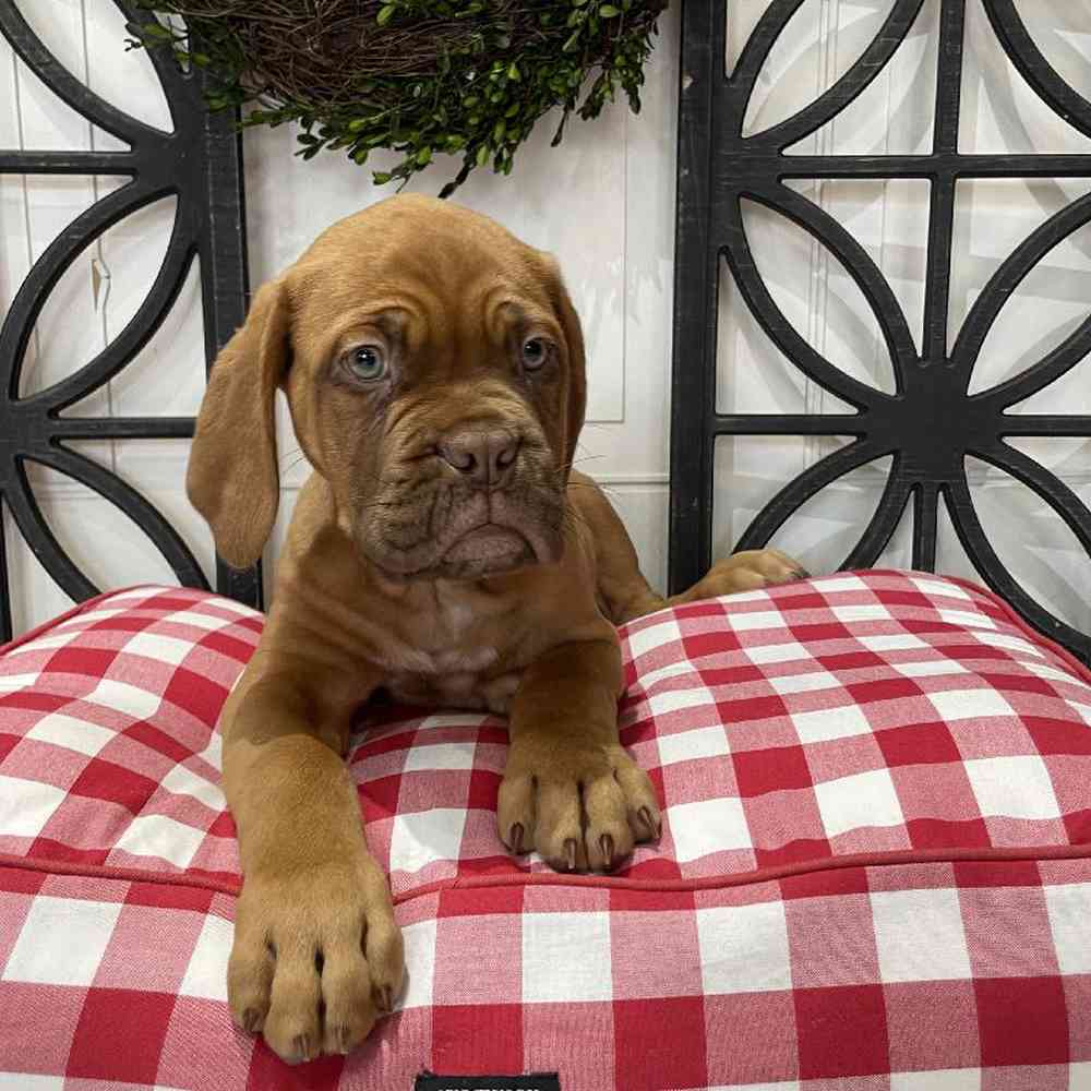 Male Dogue De Bordeaux Puppy for sale
