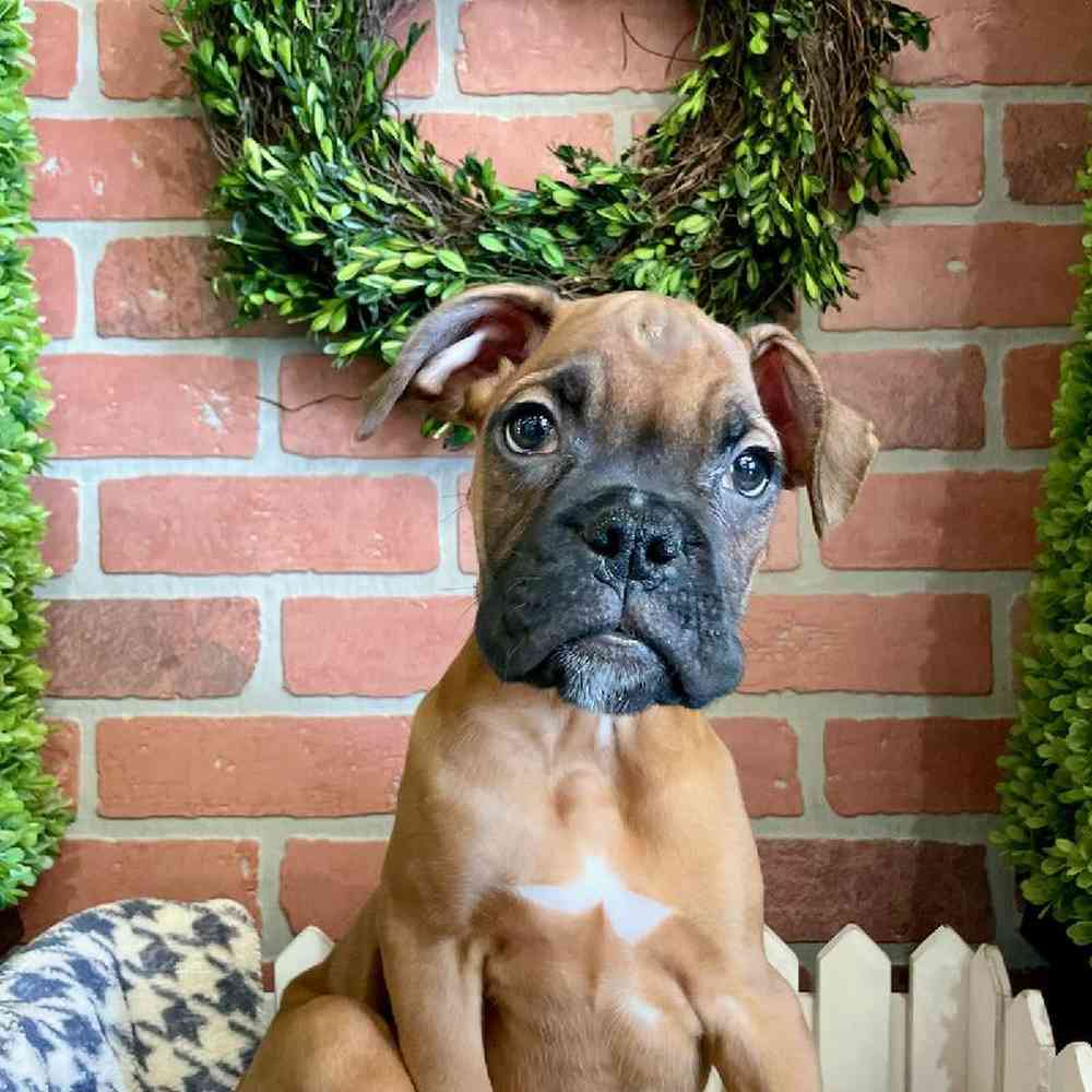 Male Boxer Puppy for Sale in Rogers, AR
