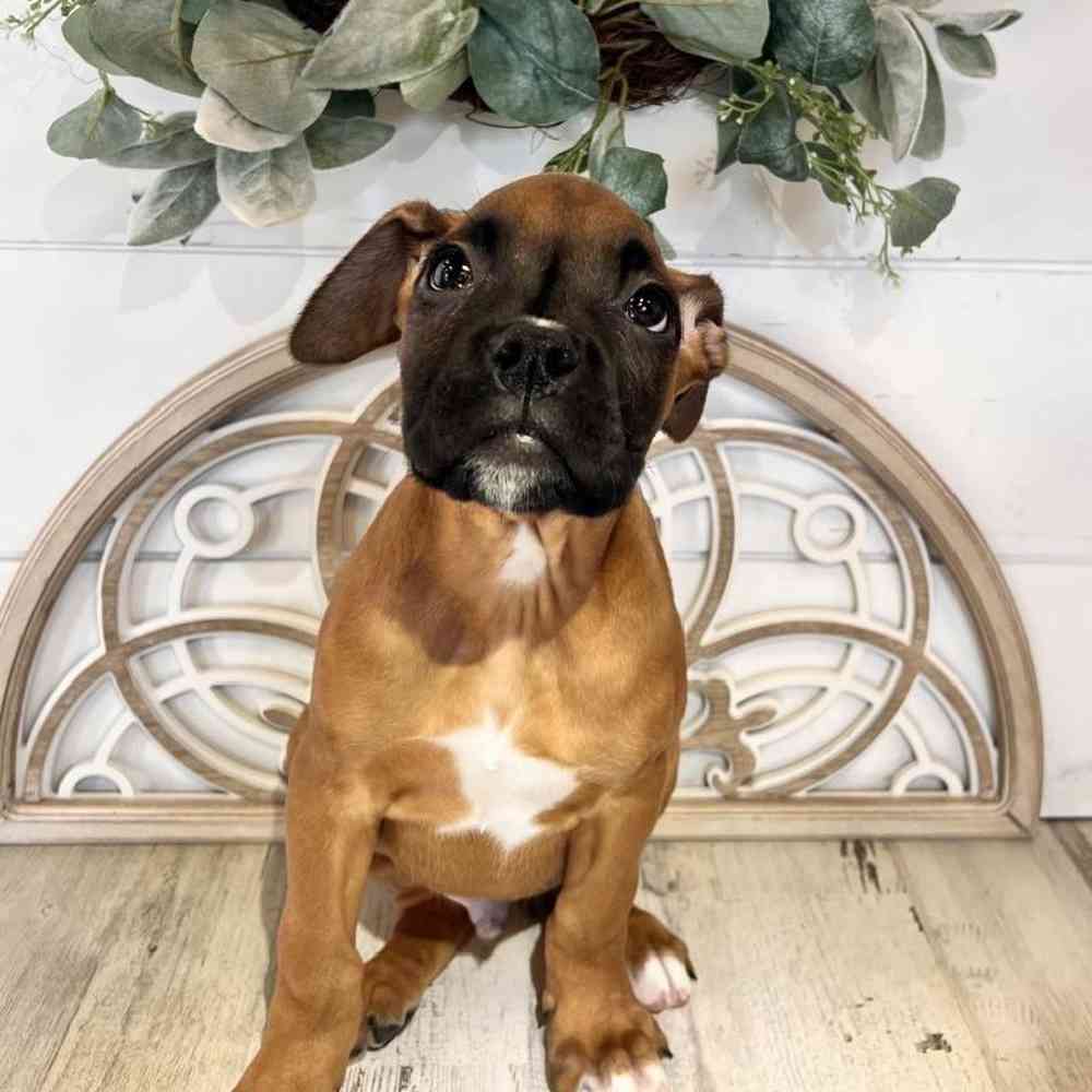 Male Boxer Puppy for Sale in Fayetteville, AR