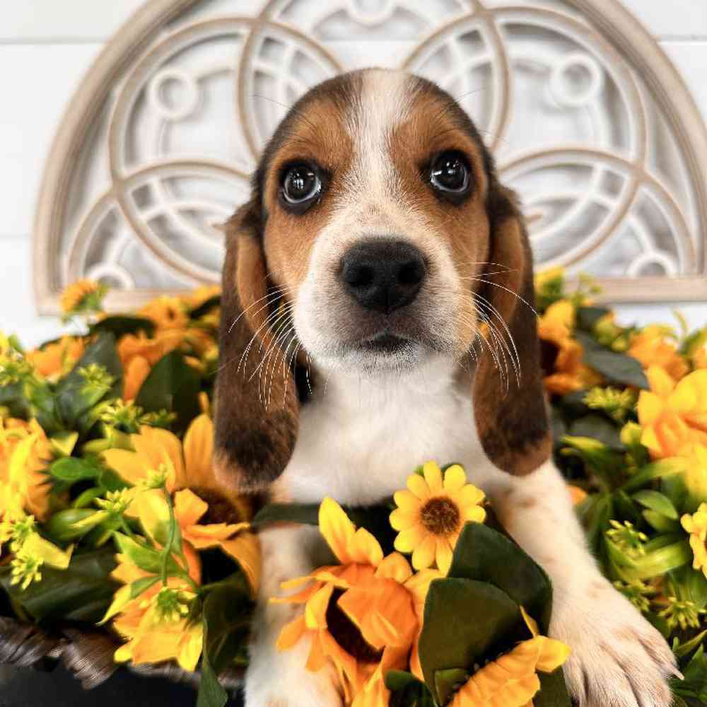 Female Beagle Puppy for Sale in Rogers, AR