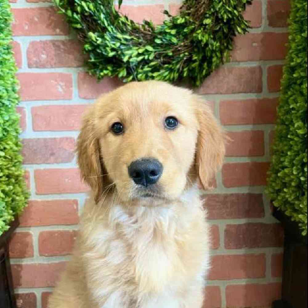 Male Golden Retriever Puppy for Sale in Rogers, AR