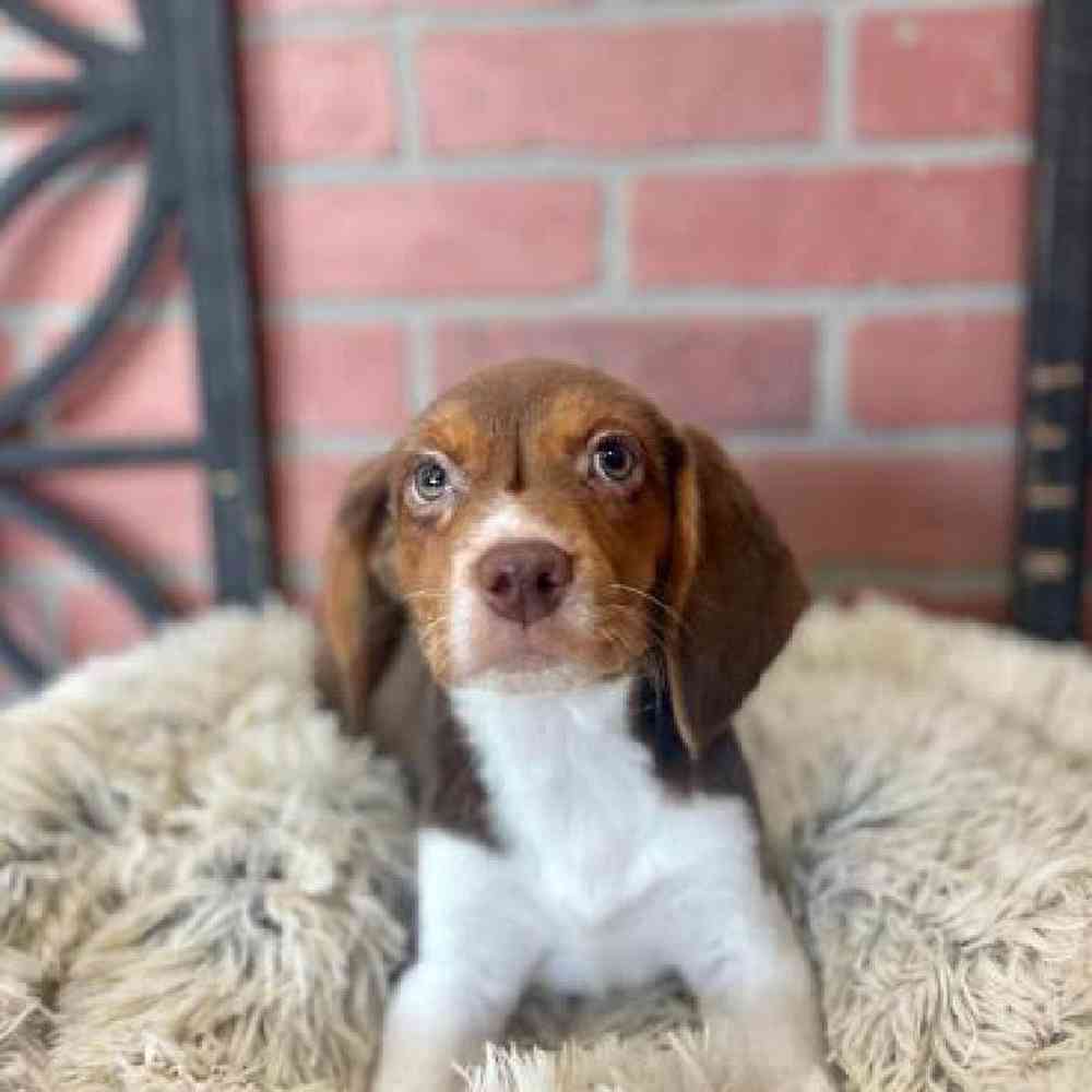Male Beagle Puppy for Sale in Rogers, AR