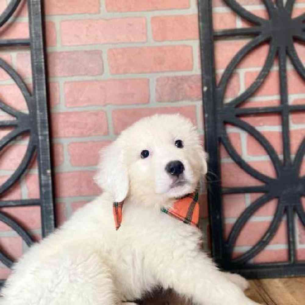 Male Great Pyrenees Puppy for Sale in Rogers, AR