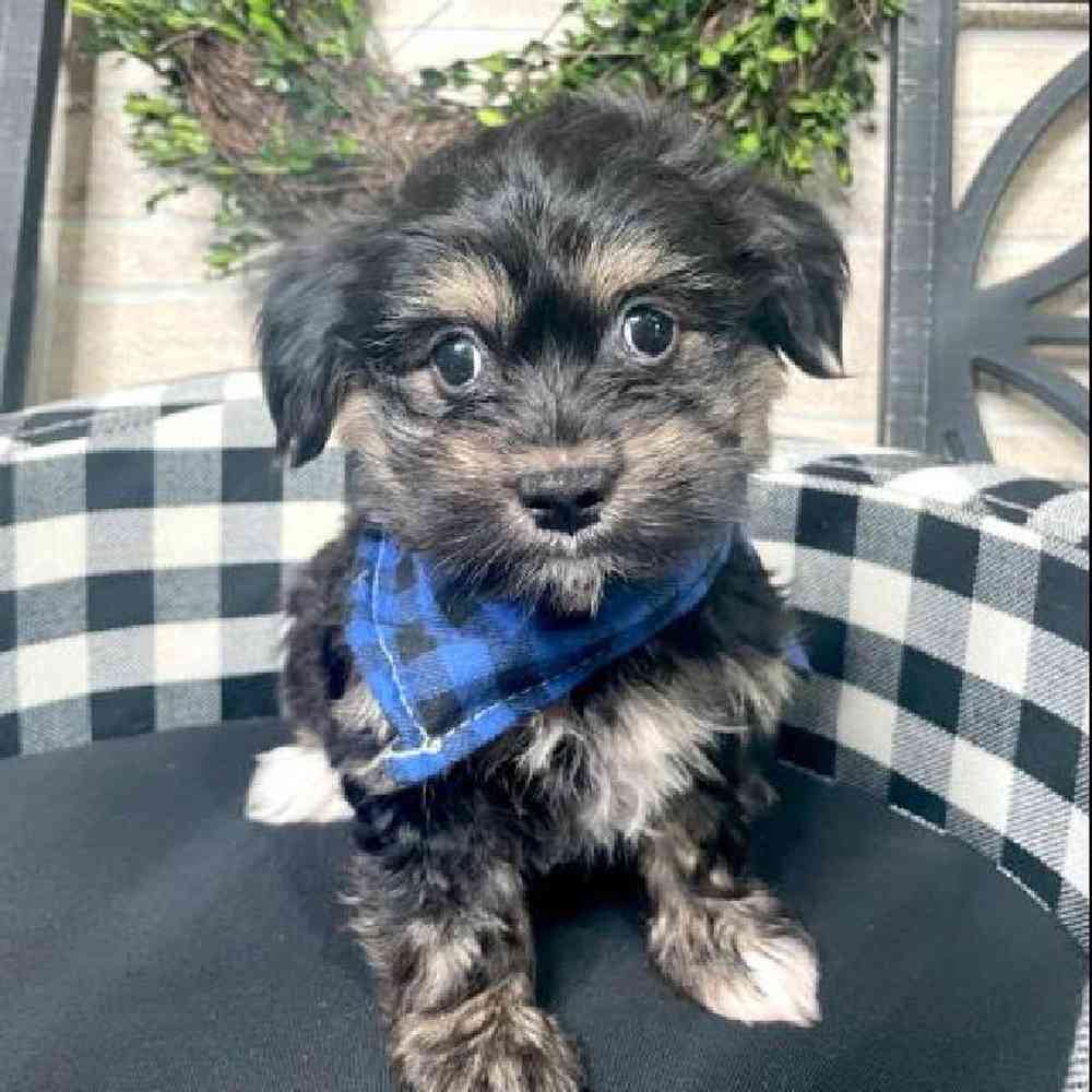 Male Havanese Puppy for sale