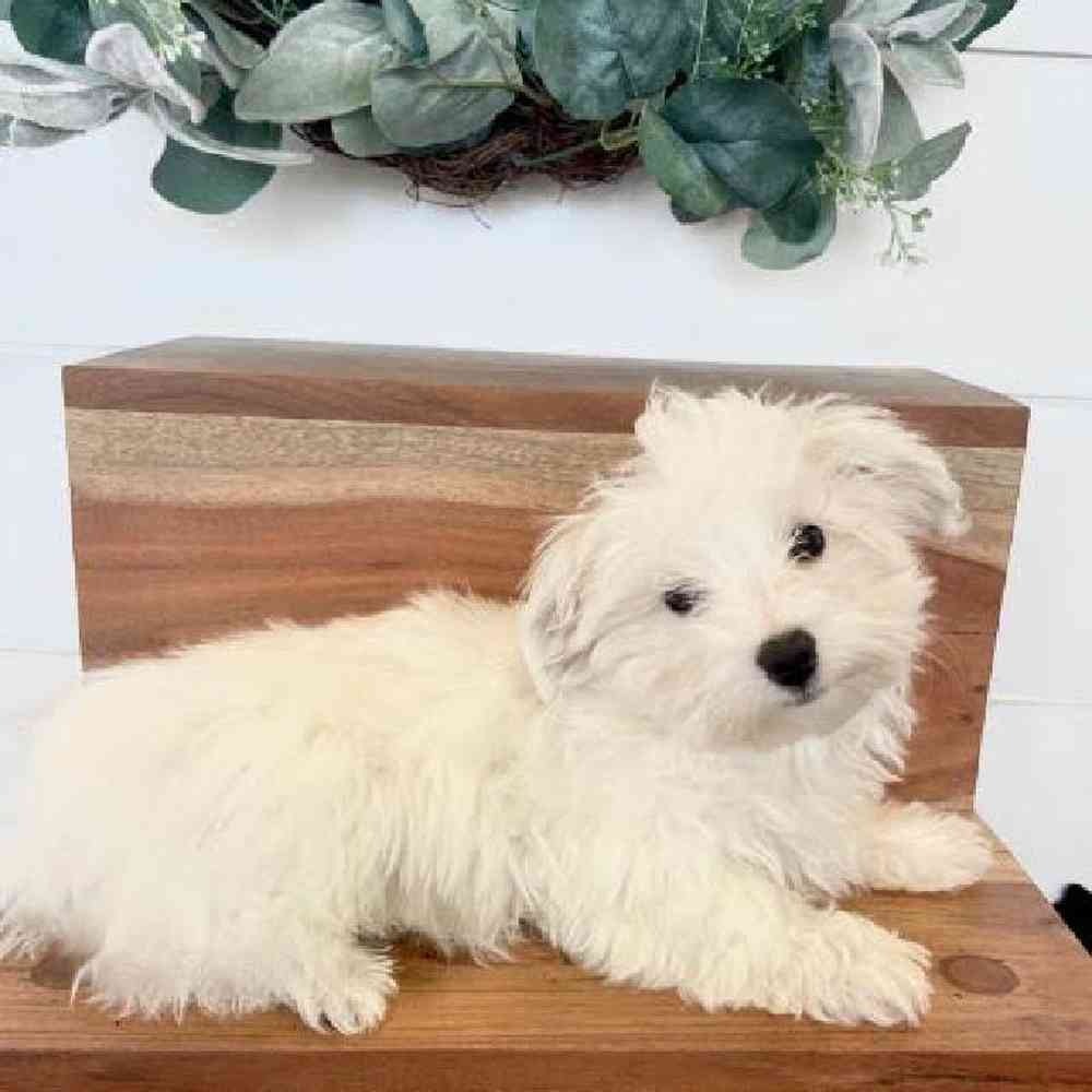 Male Maltese Puppy for Sale in Fayetteville, AR