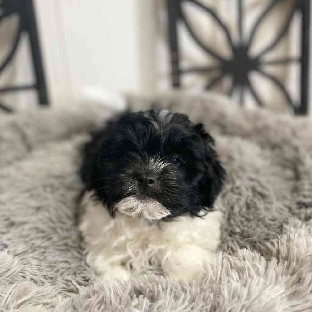 Male Shipoo Puppy for Sale in Rogers, AR