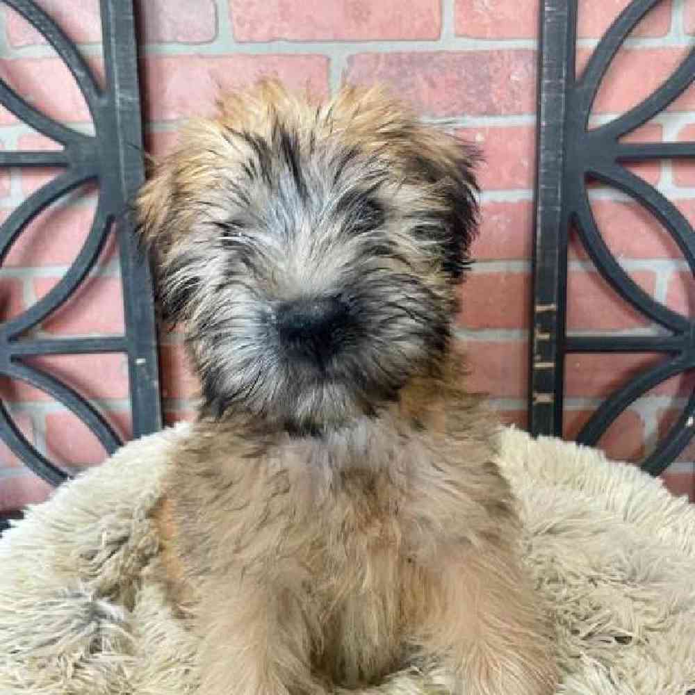 Female Soft Coated Wheaten Terrier Puppy for Sale in Rogers, AR