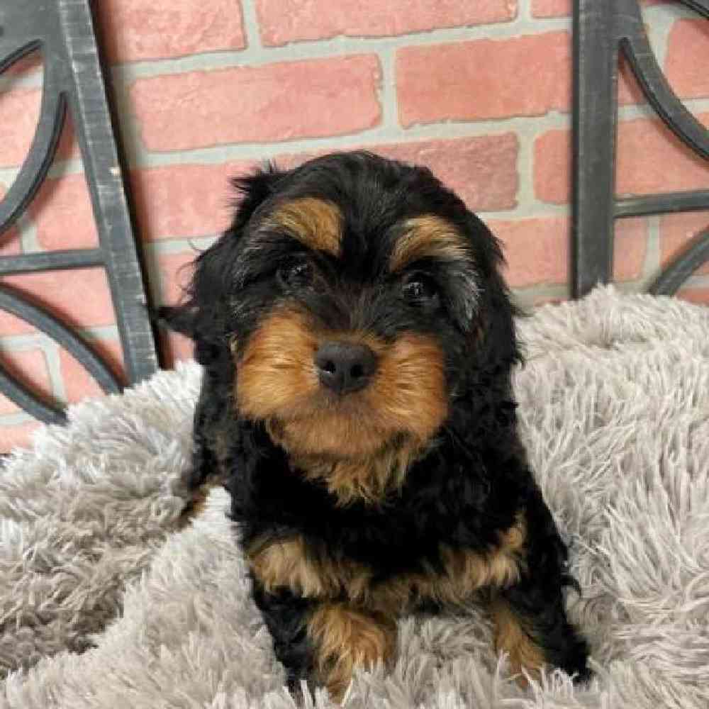 Male Cavapoo Puppy for Sale in Rogers, AR