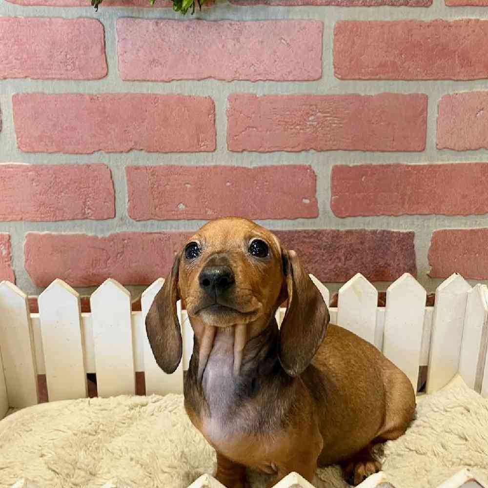 Female Dachshund Puppy for Sale in Rogers, AR