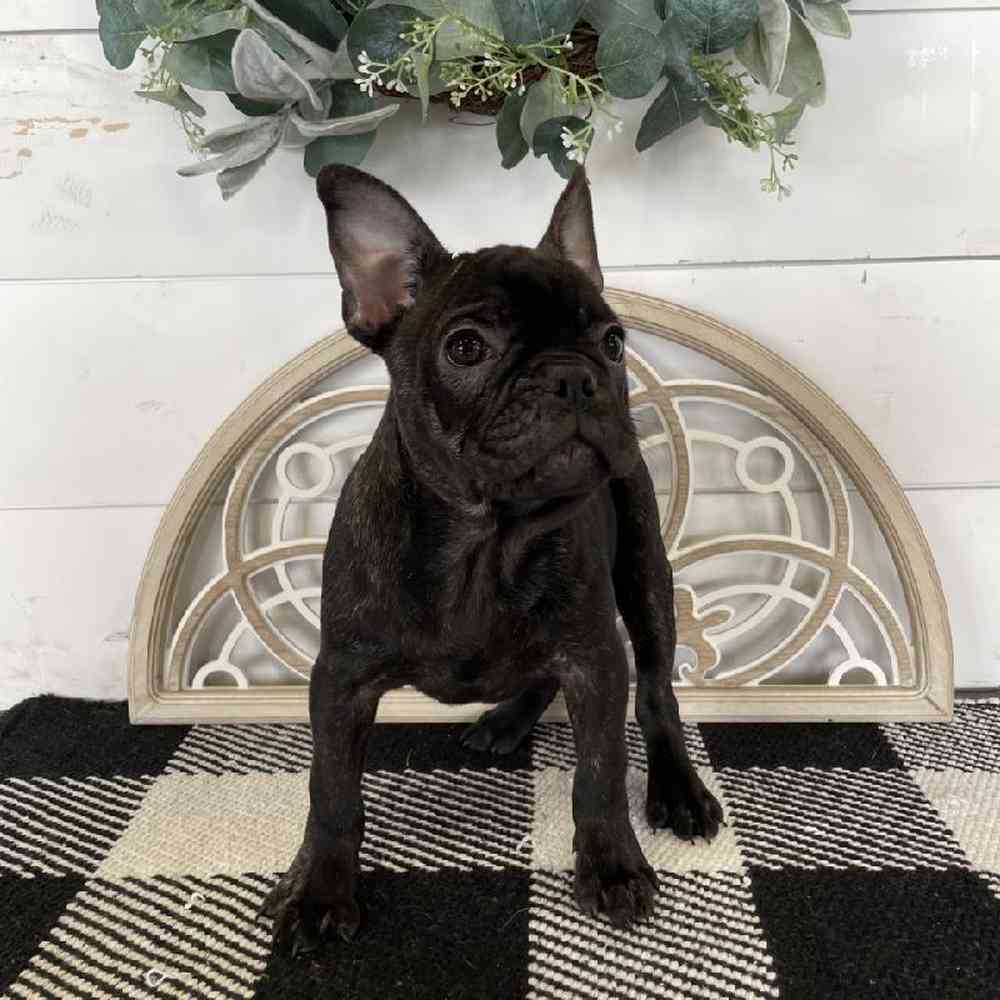 Male French Bulldog Puppy for Sale in Rogers, AR