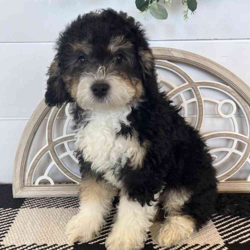 Male Mini Bernedoodle Puppy for Sale in Fayetteville, AR