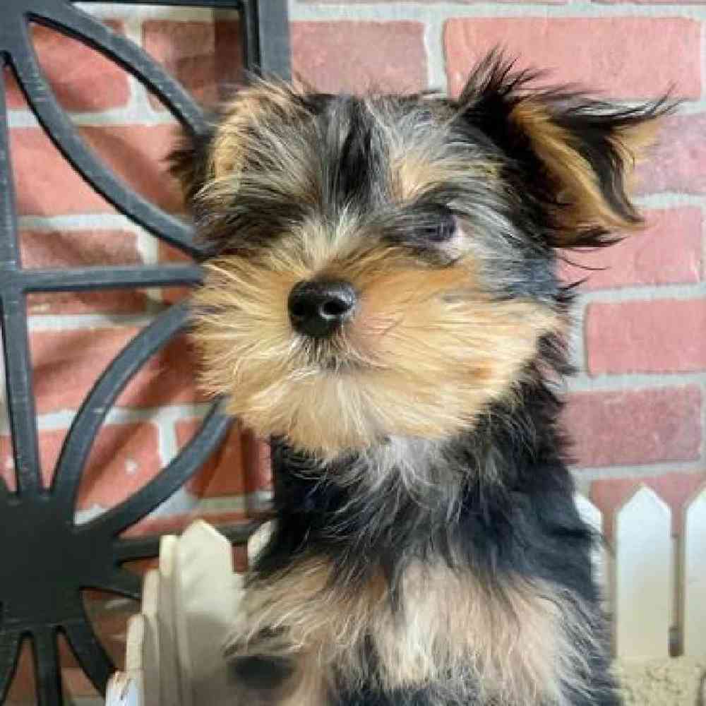 Female Yorkie Puppy for Sale in Rogers, AR