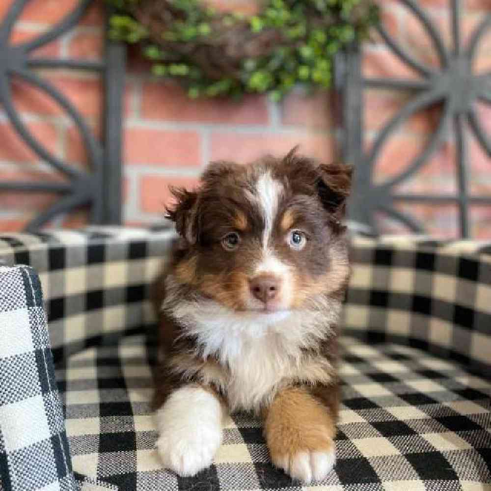 Male Miniature American Shepherd Puppy for sale