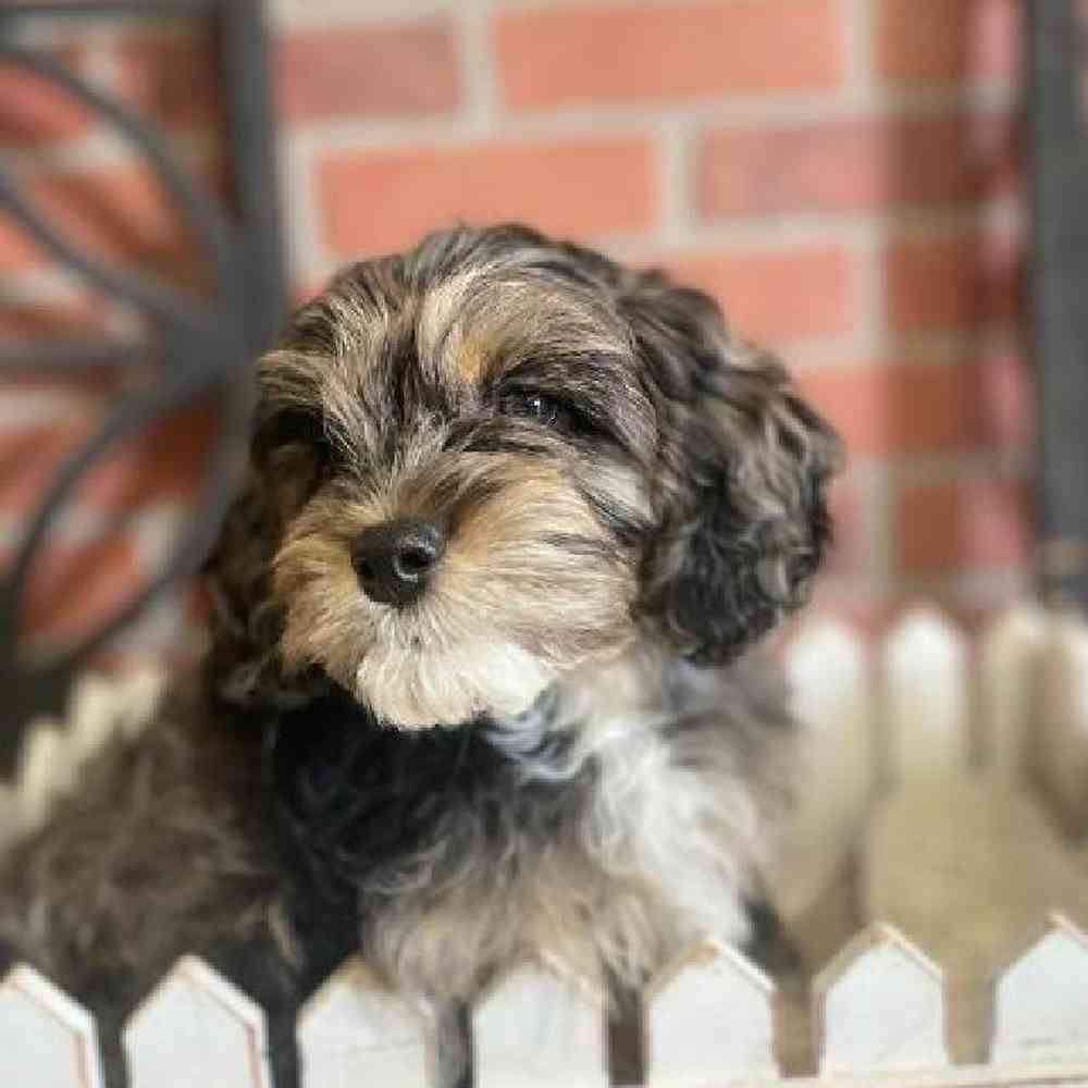 Male Cockapoo Puppy for Sale in Rogers, AR