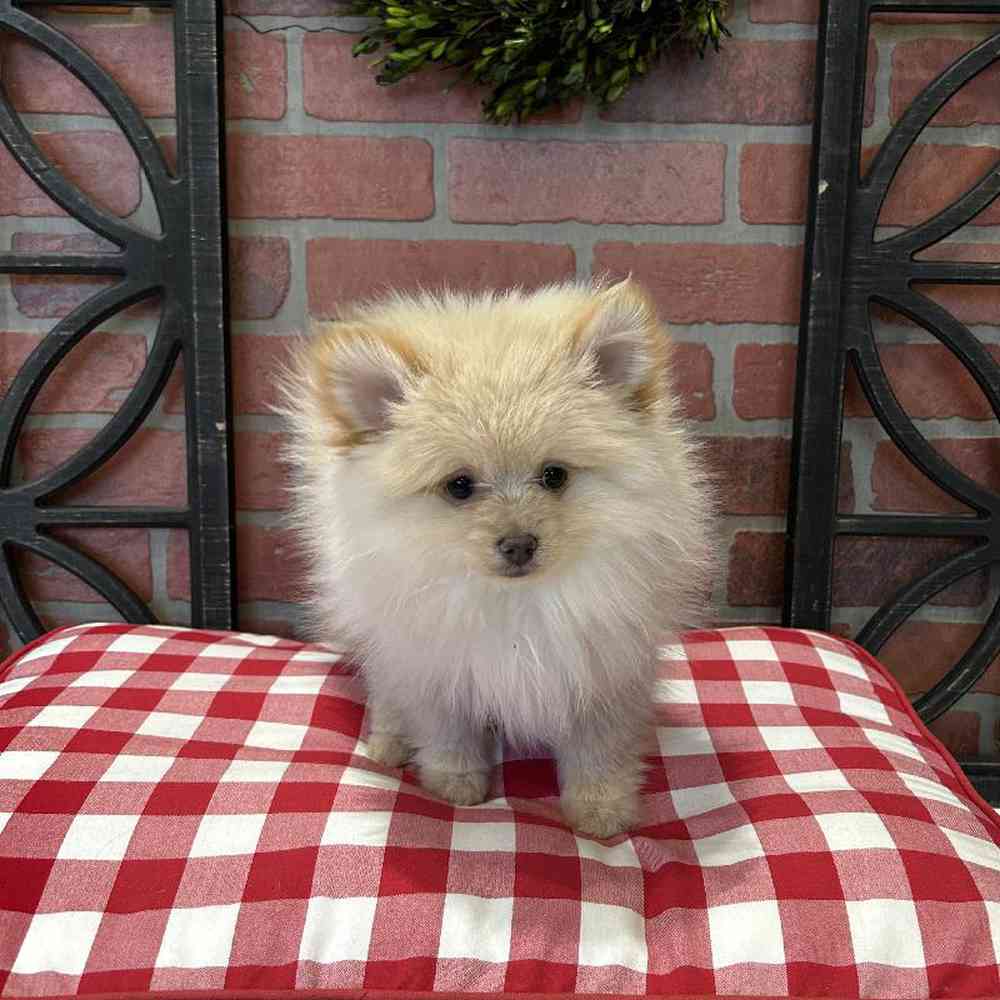 Female Pomeranian Puppy for Sale in Rogers, AR