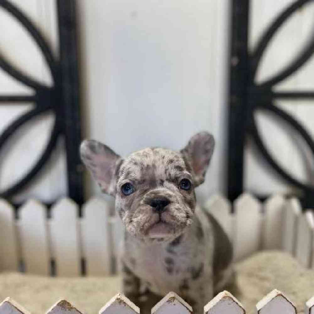 Female French Bulldog Puppy for Sale in Rogers, AR