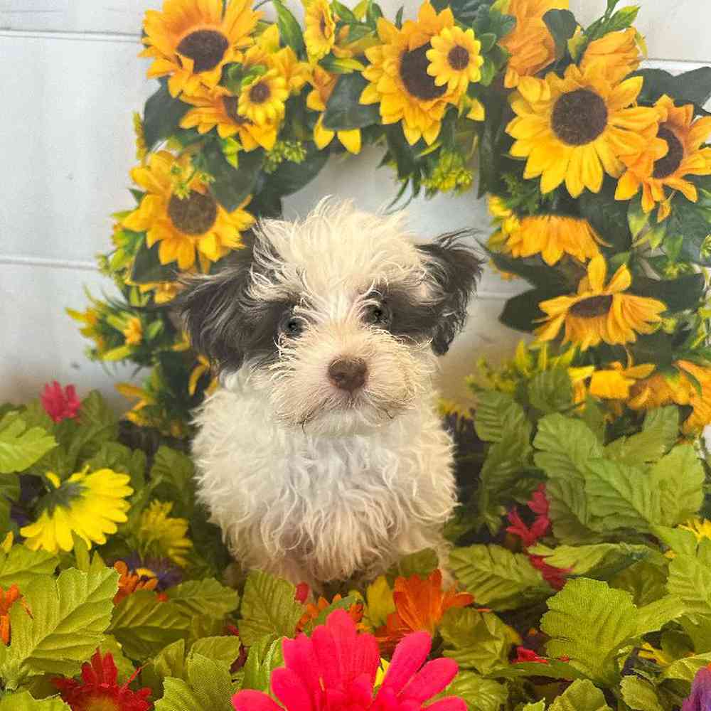 Male Havanese Puppy for Sale in Rogers, AR