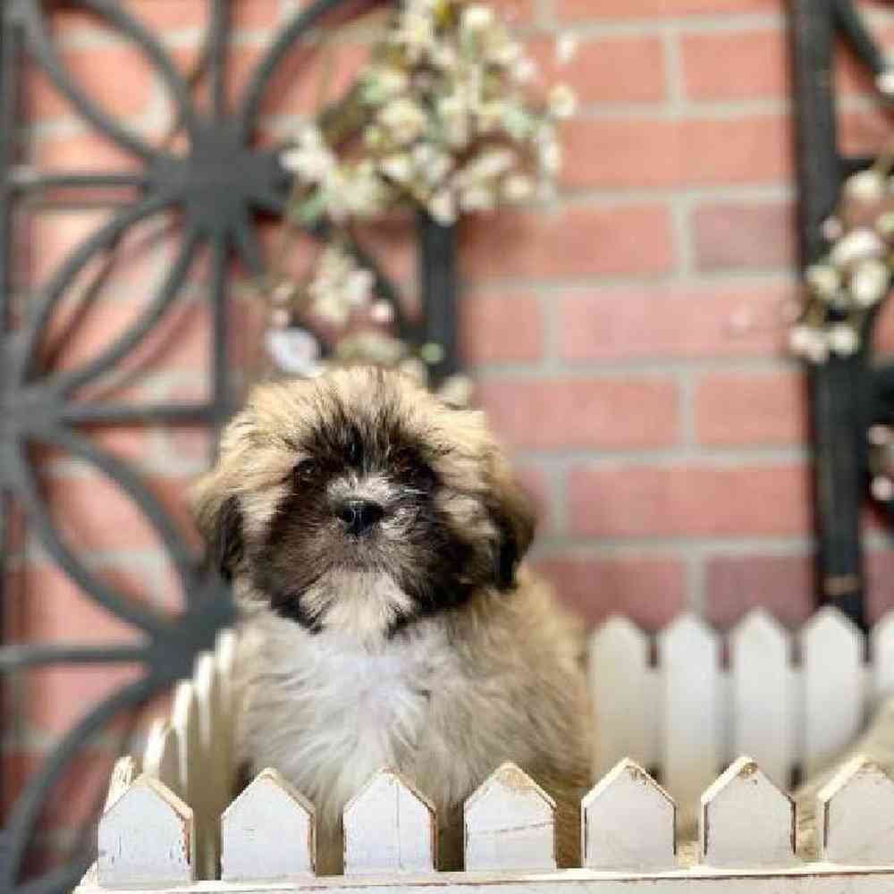 Male Lhasa Apso Puppy for Sale in Rogers, AR