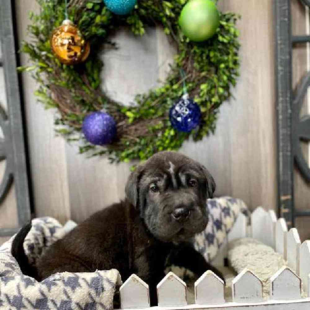 Male Mini Walrus Puppy for Sale in Rogers, AR