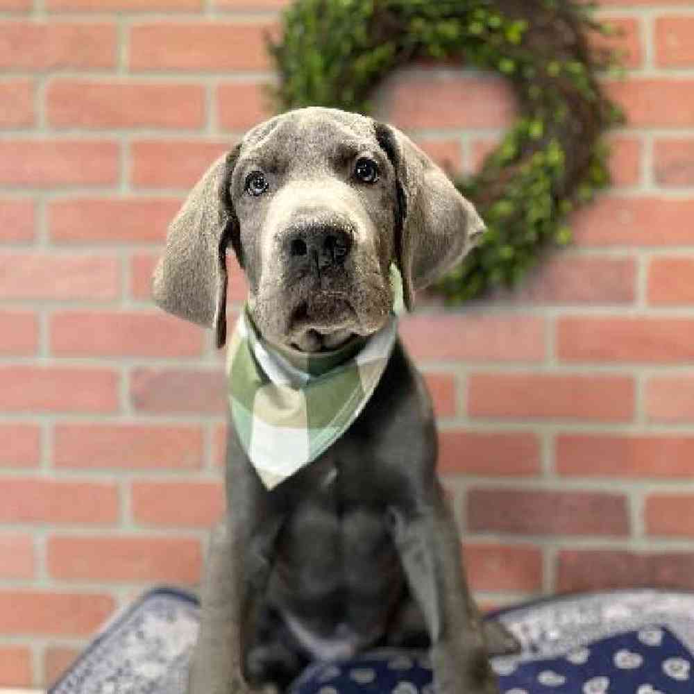 Male Great Dane Puppy for Sale in Rogers, AR