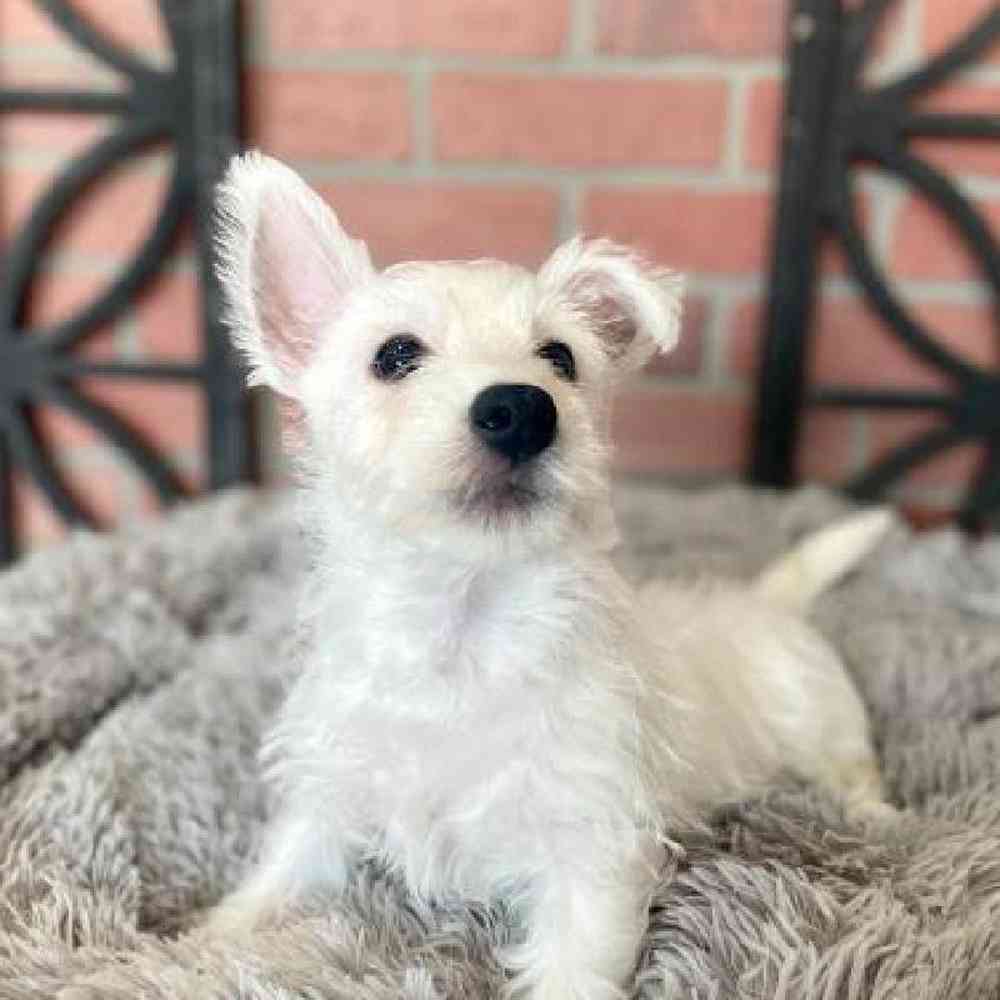 Male West Highland White Terrier Puppy for Sale in Rogers, AR