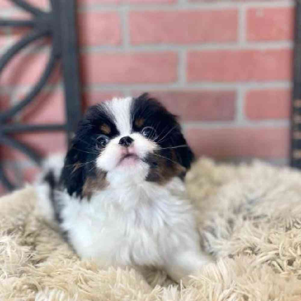 Female Japanese Chin Puppy for Sale in Rogers, AR