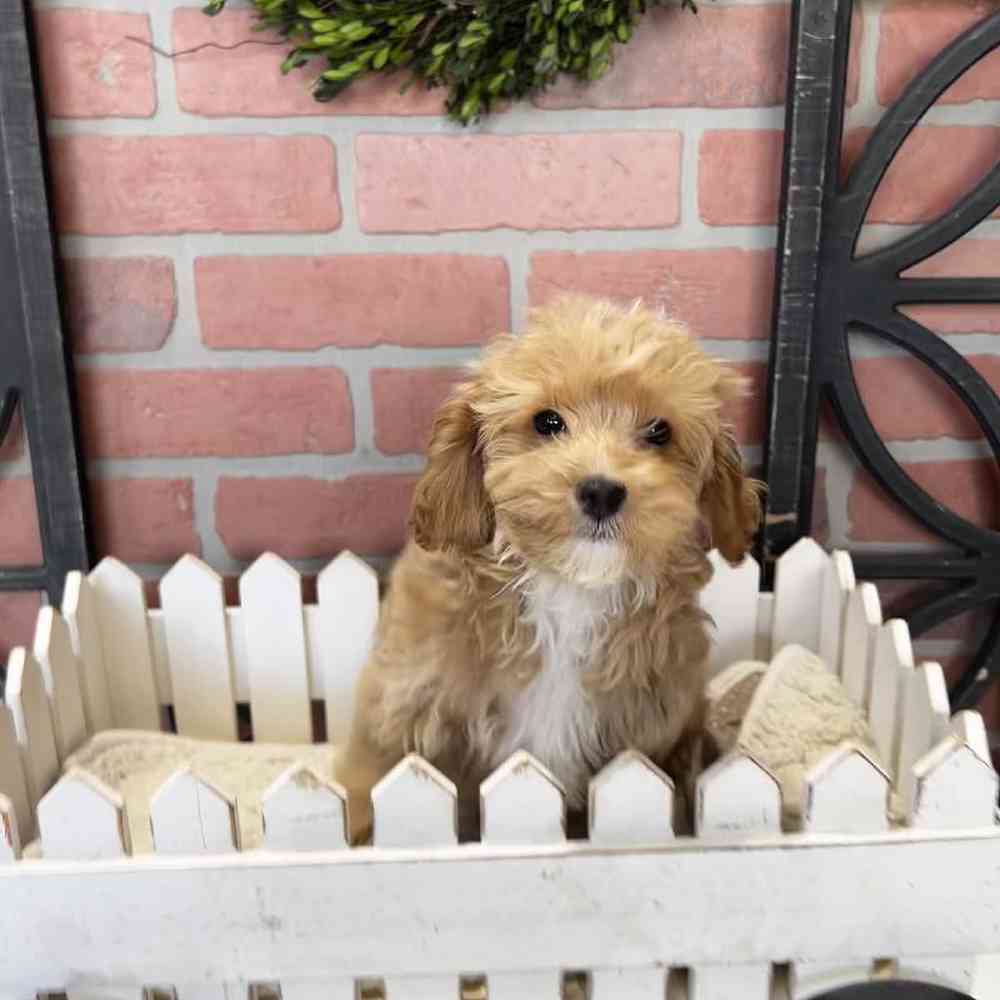 Female Cockapoo Puppy for Sale in Rogers, AR