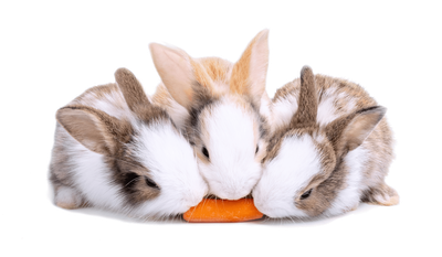 Three rabbits sharing a carrot.