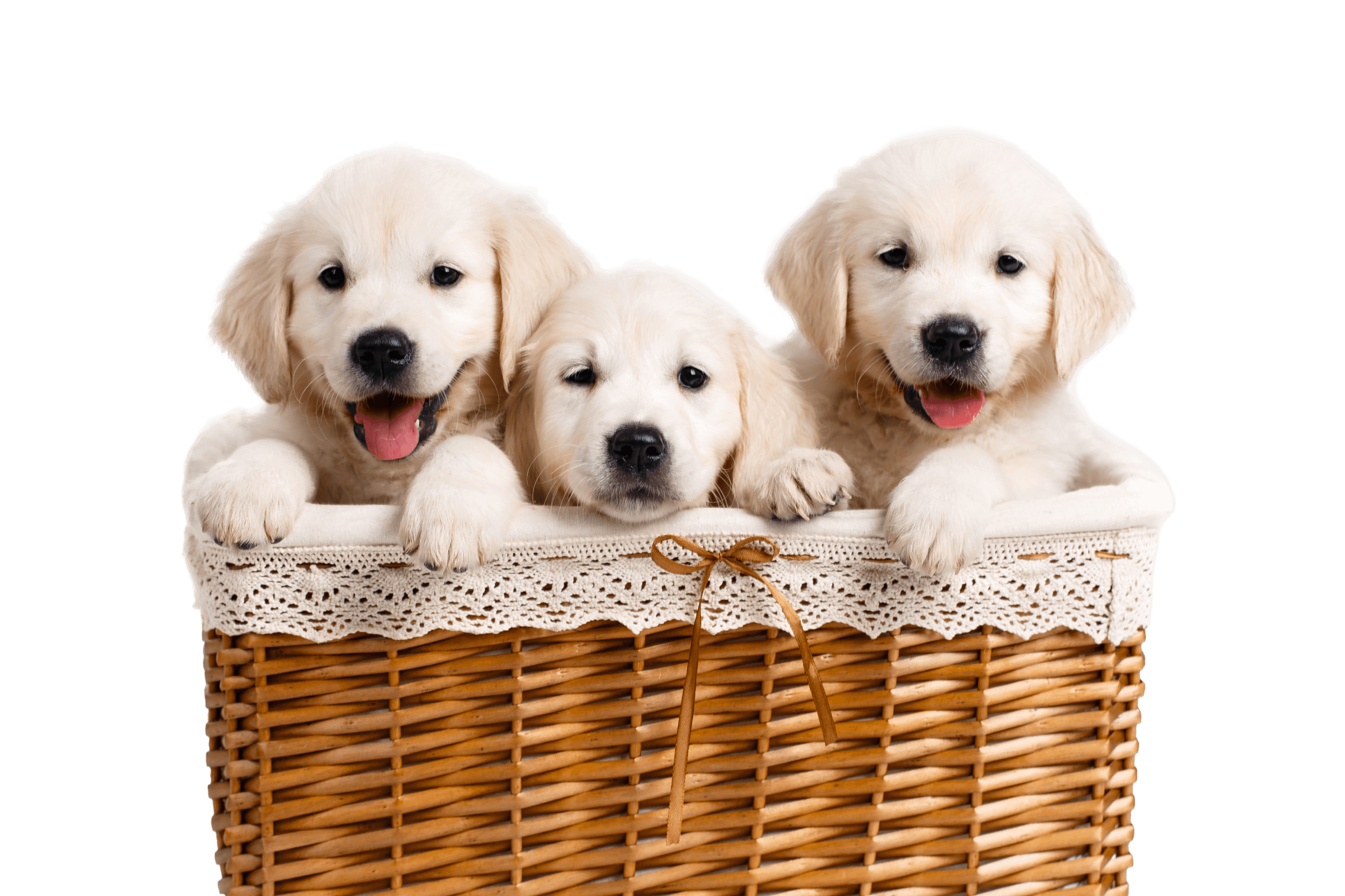 Three puppies sitting in a basket.