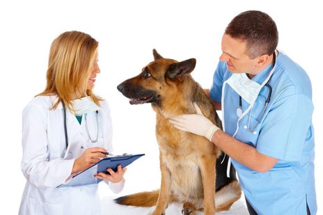 A veterinarian and a nurse examining a german shepherd dog.